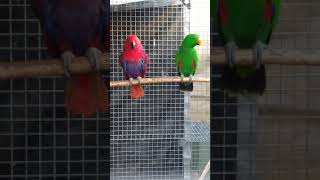 Red sided Eclectus Mature Pair [upl. by Trellas681]