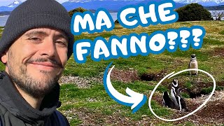 IN MEZZO AI PINGUINI 🐧 Il Canale di Beagle e Isla Martillo  Episodio 4 [upl. by Ganny]