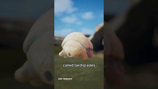 Ep 11 Tardigrade are nearly indestructable justpunfacts facts [upl. by Ylrevaw174]