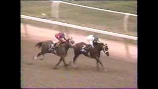 Horse Racing The Matron 1995 Belmont Park Golden Attraction [upl. by Ahker214]