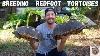 Breeding Redfoot Tortoises [upl. by Alyak]