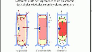 turgescence et plasmolyse PARTIE 7 [upl. by Nilde]