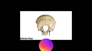 Occipital Bone Anatomy  Cranial Osteology 9 mbbs doctor anatomyandphysiology [upl. by Nosirrag50]