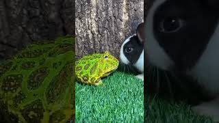 Ếch hay quá frog funny cute animals pets animal meme frogs rabbit shorts [upl. by Latsirhc]