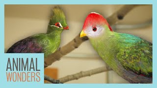 Our Turacos New Homes Training and More [upl. by Mafala]