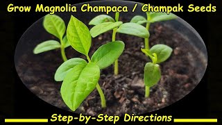 Grow Magnolia Champaca  Champak Seeds StepbyStep Directions सोनचाफा वृक्ष [upl. by Mumford]