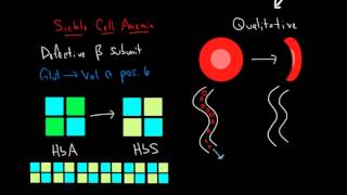 Hemoglobin and Hemoglobinopathies [upl. by Wolford]