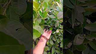 organic Lemon tree organic lemon 🍋plants ki duniya [upl. by Elohcim889]