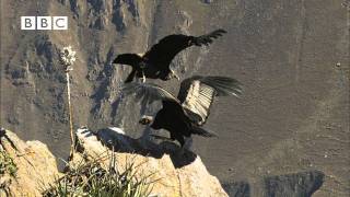 Earthflight Winged Planet  Condor Flight School Narrated by David Tennant [upl. by Aerdnuahs]