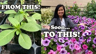 The Petunias Are Growing Transplanting Time🌸 [upl. by Daryle]