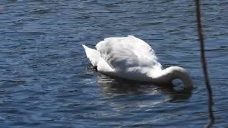 Mute Swan in Channahon 1 [upl. by Rorie]