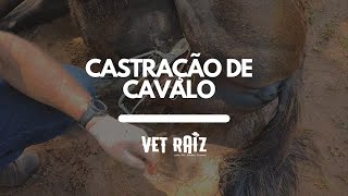 Castração de Cavalo  Vet Raiz [upl. by Bolling458]