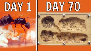 I Kept Ants For 70 Days This Happened [upl. by Schultz]