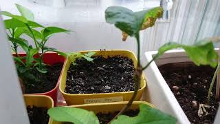 Empress Tree Update 1  Paulownia Tomentosa from Seed after 23 Months [upl. by Megargee27]