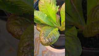 Red lettuce harvest  greenhouse organic fall crop  mushroom based microbes [upl. by Arnaldo]