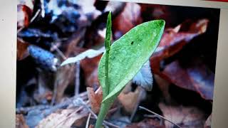 Vd1 Lifecycle of Ophioglossum [upl. by Chernow]