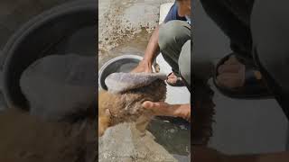 puppy bathing first time 3 [upl. by Ruddy]