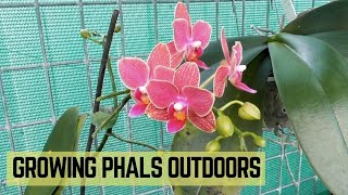 Growing Phalaenopsis orchids outdoors  Transitioning from indoors [upl. by Codd743]