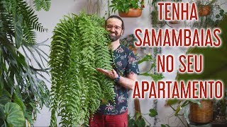 Como CULTIVAR SAMAMBAIAS em APARTAMENTO [upl. by Skipp]