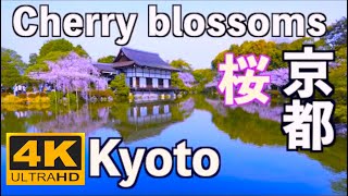 4K 京都の桜 Cherry blossoms Kyoto SAKURA Hanam 京都観光 旅行 桜の名所 JAPAN sakura 花見 夜桜 ライトアップ spring 満開 さくら [upl. by Llig]