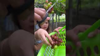 Grapes harvest food shorts [upl. by Perry]