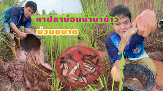 หาปลาข่อนในนาข้าว ปลาดุกน้อยปลาค่อน้อยอยปลาขาว หมานคัก  อ้ายนาวิน Channel [upl. by Eetnahs]