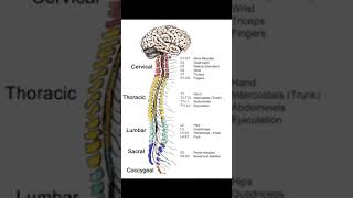 Vertebral Column Anatomy  Dr K Education Channal [upl. by Richarda]