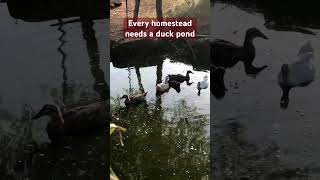 Every homestead needs a duck pond [upl. by Dnalyk159]