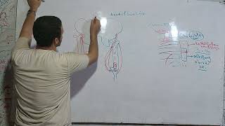 anatomy lower limb شرح lumbar plexus and nerve [upl. by Abisia884]