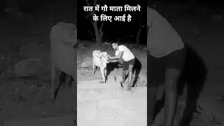 Raat mein Gau Mata milane ke liye I hai [upl. by Enieledam]