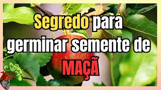 Como plantar MAÇÃ a partir da semente aprenda a germinar as sementes corretamente [upl. by Esadnac593]