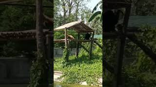 Hoolock Gibbon in Assam state zoo Guwahati [upl. by Haimrej]