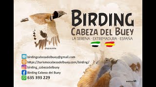 Feria Aviturismo Mundial Global Birdfair estuvo Cabeza del Buey Julio 2024 [upl. by Eikcor129]