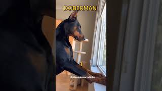 Doberman o maluco beleza 🐕‍🦺 [upl. by Ahseined]