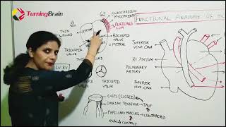 Heart Anatomy and Physiology [upl. by Champ405]