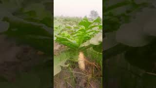 حقیقی منظر viralvideo pakistani vegetables agriculture [upl. by Allerbag903]