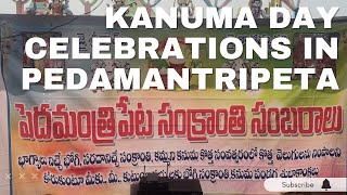 Kanuma Day Celebrations in Pedamantripeta  Pongal  Indian Festival Sankranthi  Indian Village [upl. by Sophy]