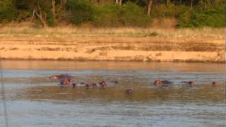 Hippos in Luangwa River [upl. by Milano]