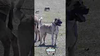 Kangal Malakli Dog 🐕 Big As A Donkey 👀💯 shorts [upl. by Amalburga]