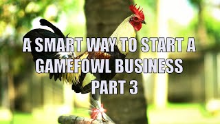 A Smart way to start a Gamefowl Business part 3 [upl. by Auberta]