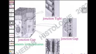 HISTOLOGIE épithéliums de revêtements [upl. by Leahciam]