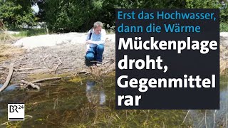 Erst Hochwasser dann Wärme – und Mücken Insektenforscher warnen vor Plage  Abendschau  BR24 [upl. by Willet96]