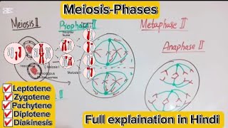 MeiosisPhases of meiosisBsc and MSc topic [upl. by Ilyse]