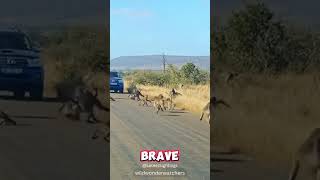 Alpha Baboon Protects Tribe From Leopard [upl. by Corvin]