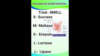 Trick to remember enzymes of small intestinebiologyhumanphysiologyphysiologyytshortstranding [upl. by Enutrof356]