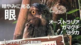 暗やみに光る眼オーストラリアガマグチヨタカ【めっちゃさわれる動物園】おおきなおメメでこちらを見つめるのは誰？ [upl. by Aynodal39]