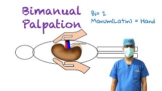 Bimanual Palpation [upl. by Jud]