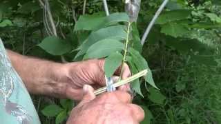 Grafting Pecan June Greenwood [upl. by Heywood919]