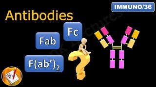 Fab Fc and Fab2 in antibodies immunoglobulins FLImmuno36 [upl. by Bambi]