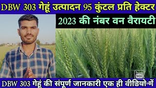 DBW 303 गेहूं 2023 की सबसे ज्यादा उत्पादन देने वाली वैरायटी उत्पादन 95 कुंटल प्रति हेक्टर। [upl. by Rolland]